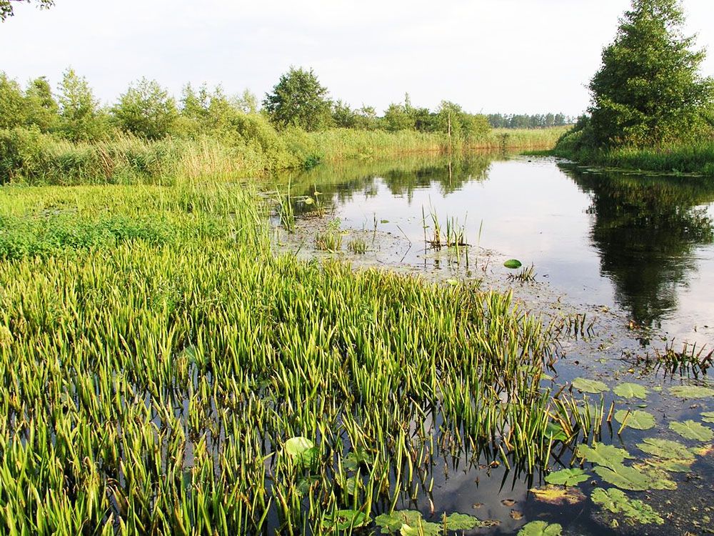 р. Стохід побл. с. Бучин